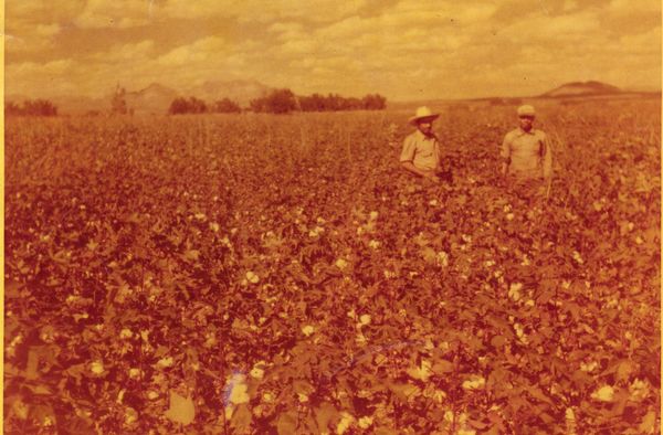bracero in cotton field.jpg