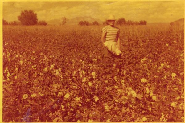 cotton field picking.jpg