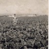 covarrubias, fortino betabel field 1959 picture.jpg